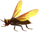 abeille